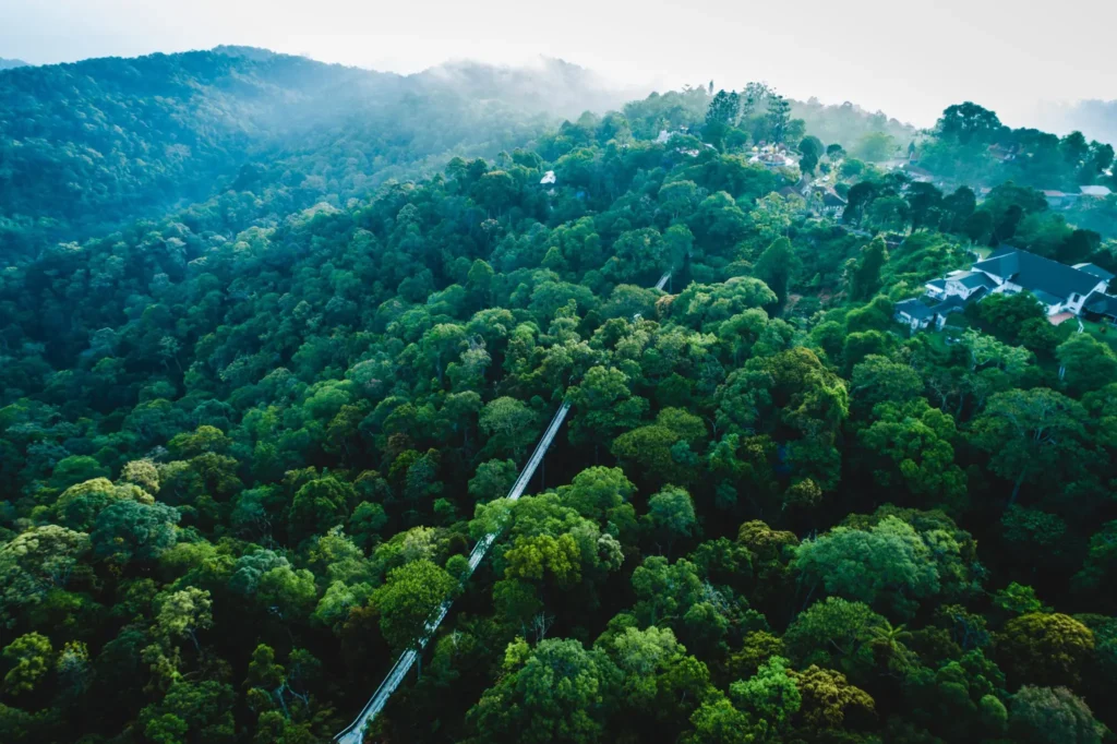 Tropical Rainforest Climate 熱帶雨林氣候